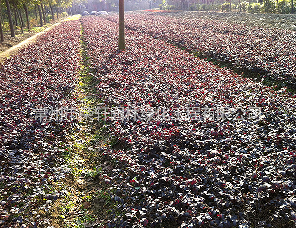 苗圃基地红花继木工程苗养护