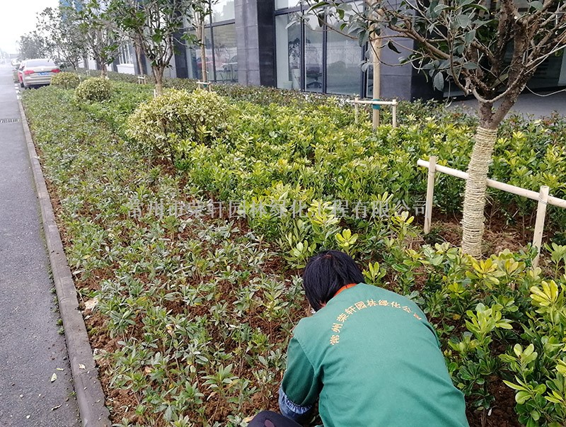 阿雷蒙施工